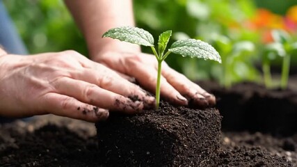 A farmer's hands carefully planting a fresh green sprout with dew drops into rich garden soil. This footage is perfect for agriculture and growth