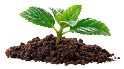 Budding Potential: A vibrant green sprout emerges from rich, dark soil, symbolizing growth and renewal. A testament to nature's resilience and the promise of new beginnings.