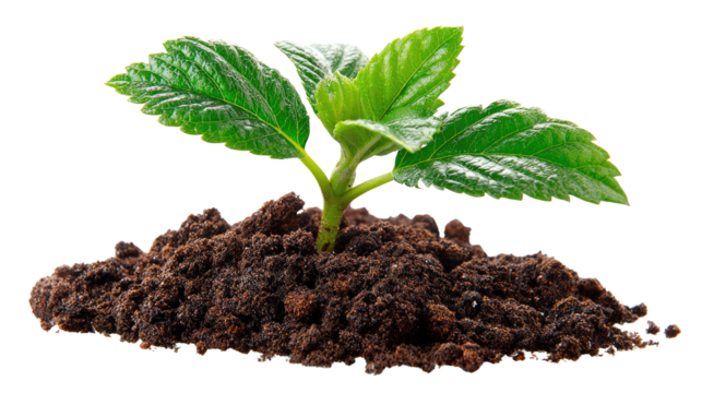 Budding Potential: A vibrant green sprout emerges from rich, dark soil, symbolizing growth and renewal. A testament to nature's resilience and the promise of new beginnings.
