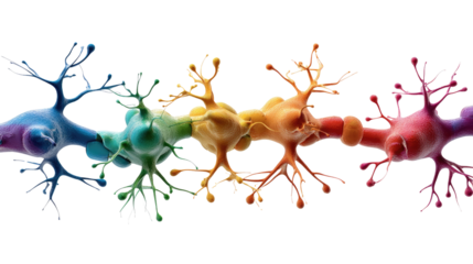 Neural Symphony: A vibrant display of neurons in a spectrum of colors, showcasing the intricate beauty and complexity of the brain's cellular network.