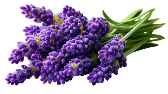 Lavender's Embrace: A delicate arrangement of lavender, their vibrant purple blooms bursting forth, presents a fragrant and visually soothing experience.