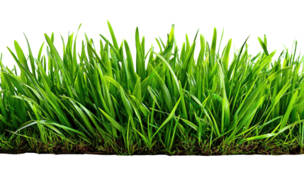 Vibrant Green Grass: A close-up view of lush, emerald green grass showcasing the beauty of nature.