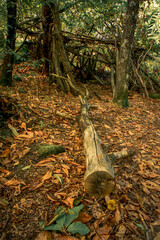 Fototapeta premium Wooden Shelter in Chestnut Forest