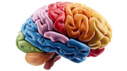 Brain Anatomy: A vivid illustration of the human brain, showcasing its intricate structure, vibrant colors highlighting different regions, and symbolizing the marvel of human intellect.