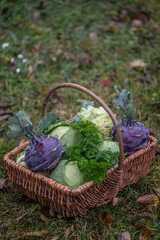 Kohlrabi und Wei&szlig;kohl im Erntekorb &ndash; frisches Gem&uuml;se aus dem nachhaltigen Selbstversorgergarten