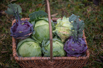 Kohlrabi und Wei&szlig;kohl im Erntekorb &ndash; frisches Gem&uuml;se aus dem nachhaltigen Selbstversorgergarten