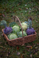 Kohlrabi und Wei&szlig;kohl im Erntekorb &ndash; frisches Gem&uuml;se aus dem nachhaltigen Selbstversorgergarten