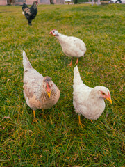 Three chickens are standing in a grassy field