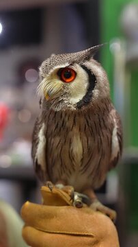 Small owl on a gloved hand turns its head and holds an alert gaze. Orange red eye, black facial ring, and short ear tufts show in warm indoor light with soft bokeh.