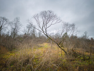 Tree with no leaves is standing in a field