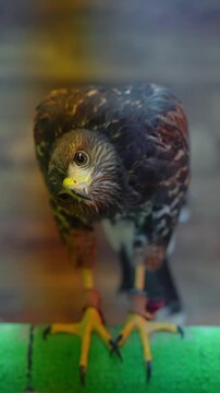 A captive raptor perches on a green padded stand, tilts its head, and shifts weight. Yellow cere, hooked beak, talons, and leather jesses show in warm, shallow focus.