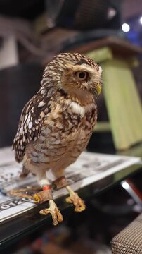 Small speckled owl with leather jesses perches on glass as a person feeds a red morsel with metal tweezers. Vertical close up, warm indoor light, shallow depth of field.