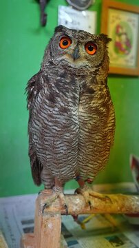 Close up vertical view of a barred owl on a worn wooden stand indoors. Orange eyes fill the frame, jesses are visible, green wall and signs suggest an exhibit setting.