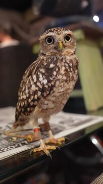 Close up of a small spotted owl on a glass tabletop with leather jesses and tether, indoors in Hiroshima, Japan. Warm light, shallow depth, subtle head turns.
