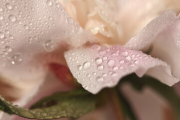 Smoke close-up selective soft focus Flower bud petal, leaf with water drop. Natural blur cream beige, pink pastel background.