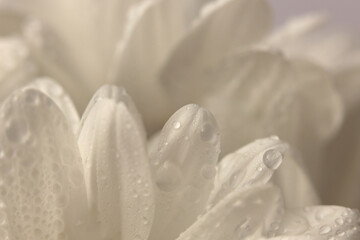 Smoke close-up selective soft focus Chamomile; aster; chrysanthemum Flower bud petal with water drop. Natural blur beige, white pastel background.