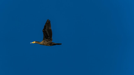 ein Kormoran fliegt 