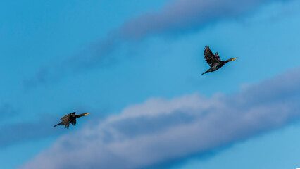 ein Kormoran fliegt 