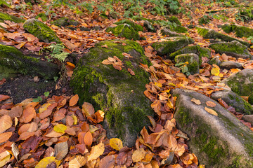 Autumn Forest Floor with Moss Covered Stones and Fallen Leaves