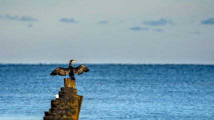 ein Kormoran trocknet sich die Flügel auf einer Buhne am Strand
