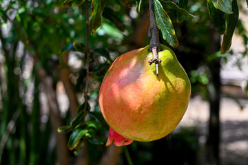 Pomegranate, a beautiful, ripe pomegranate still on the tree in the morning sun, selective focus.