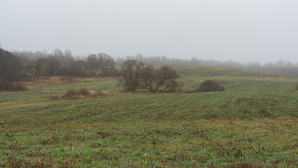 Misty autumn landscape with expansive green fields dotted by golden grasses and a solitary tree, bordered by foggy birch woods under a gray overcast sky. Tranquil rural panorama evoking seasonal peace