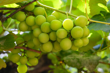 A bunch of grapes, a beautiful bunch of grapes on a vine in the morning light of a Brazilian summer, selective focus.