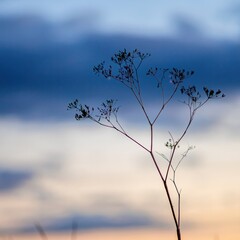 Abstract flower silhouette background with sunset in the back and blurred dry plants 