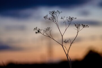 Abstract flower silhouette background with sunset in the back and blurred dry plants 