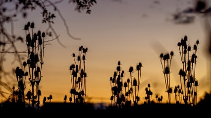 Abstract flower silhouette background with sunset in the back and blurred thistle plants 