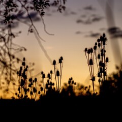 Abstract flower silhouette background with sunset in the back and blurred thistle plants 