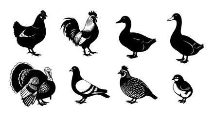 Silhouettes of various farm birds including a chicken, rooster, ducks, turkey, pigeon, quail, and chick, showcasing diverse avian species in a side view.