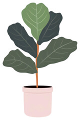 PNG Fiddle-leaf fig plant illustration fiddle.
