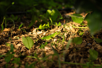 Green baby lizard on the ground