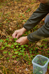man hands with wood sorrel in the grass