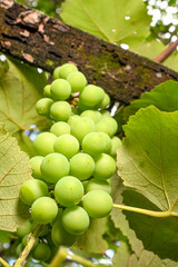 A bunch of grapes, a beautiful bunch of grapes on a vine in the morning light of a Brazilian summer, selective focus.