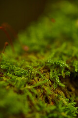 green moss on a tree