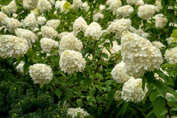 Hydrangea flower among green vegetation in natural light in the garden