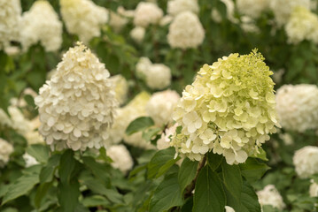 White hydrangea young light green in early bloom close up
