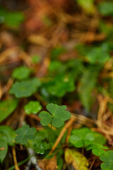 green wood sorrel in the forest