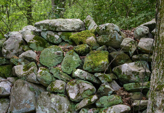 Moss and lichen cover rocks in a wall built by early farmers as field borders, in regrown forest land