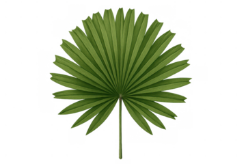 Green tropical fan palm leaf, a fresh frond representing exotic nature and summer holidays, transparent background