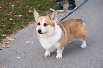 Corgi dog standing on leash during outdoor walk