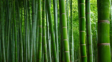 Fototapeta premium Dense green bamboo forest providing a calming, serene background, representing growth, purity, and natural beauty
