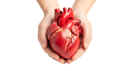 Human Heart held gently in cupped hands with visible arteries and veins, isolated on a transparent background, cutout, PNG