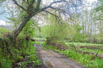 Walking by Trees hiking route, Casas del Abad, Avila