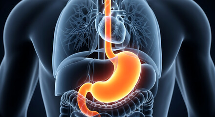 Advanced 3D medical illustration showcasing the human digestive system, with illuminated stomach and esophagus, perfect for anatomical education and scientific research