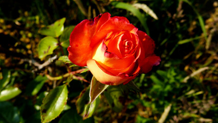 Bouton de Rose ouvert couleur pèche