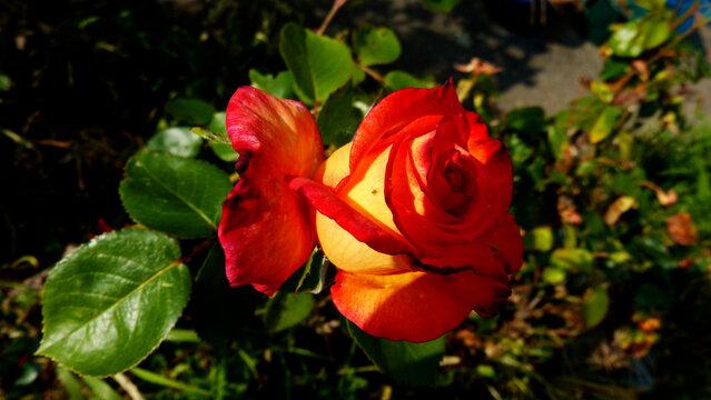 Rose couleur p&egrave;che isol&eacute; sur un rosier
