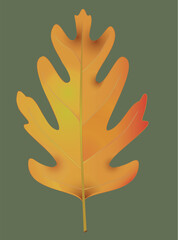 Vector Illustration of an Oak Leaf 